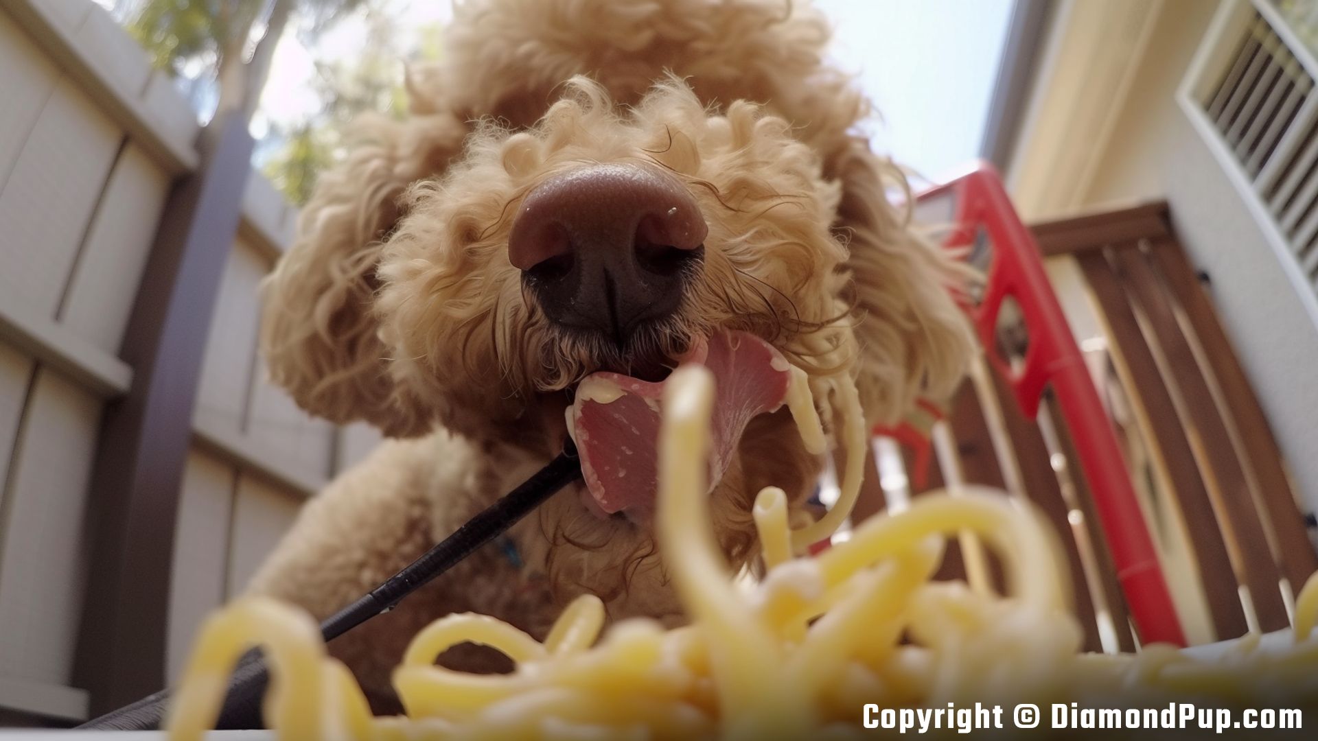 Photograph of a Cute Poodle Snacking on Pasta