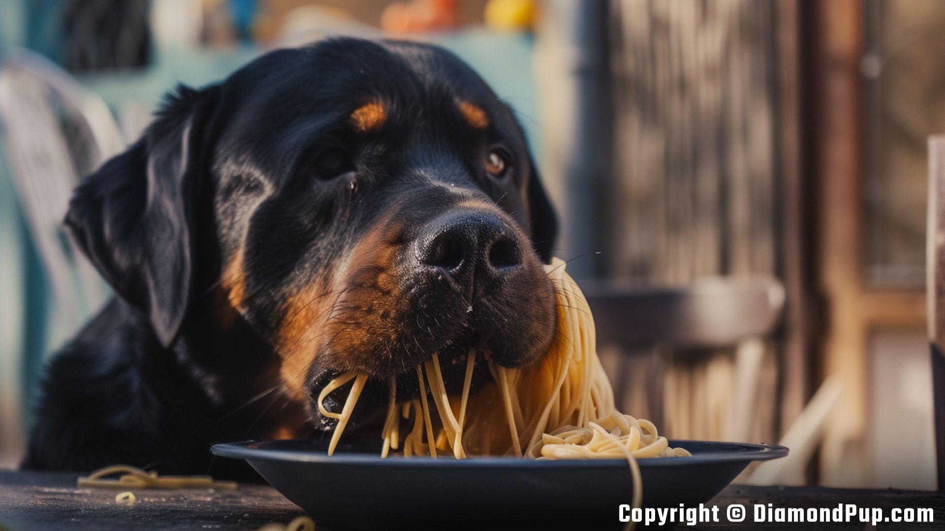 Photograph of a Cute Rottweiler Snacking on Pasta