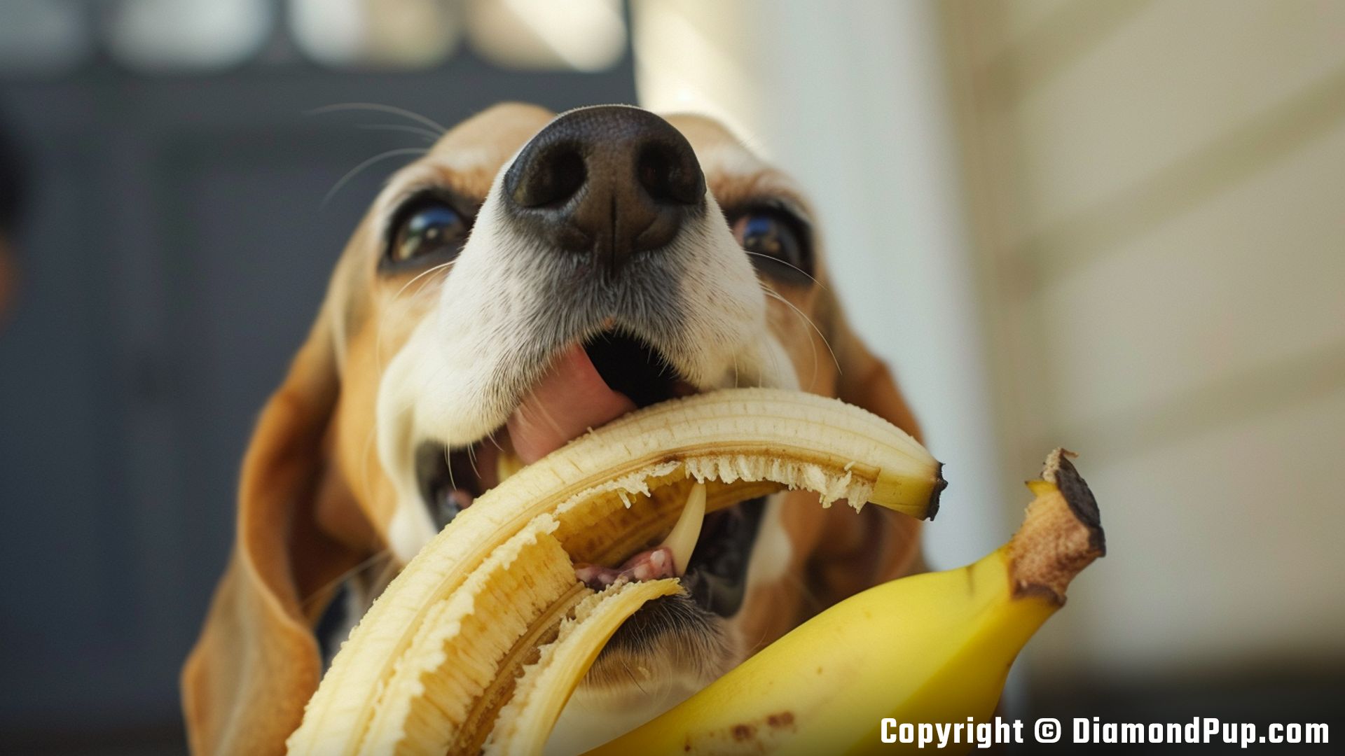 Photograph of a Happy Beagle Snacking on Banana