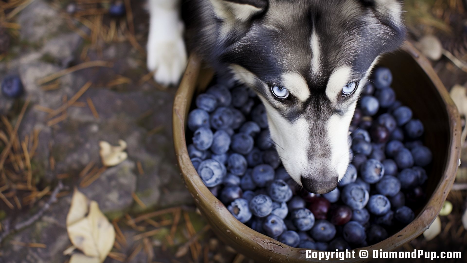 Photograph of a Happy Husky Eating Blueberries
