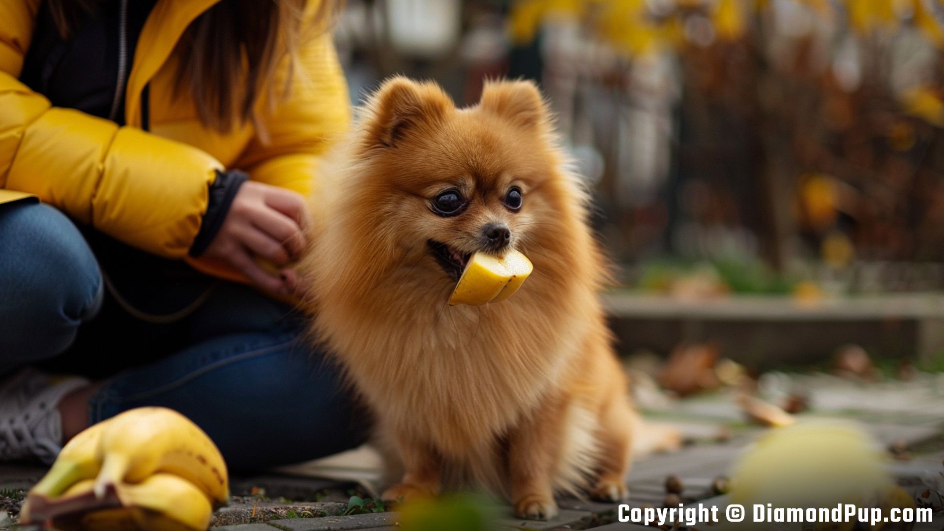 Photograph of a Happy Pomeranian Snacking on Banana