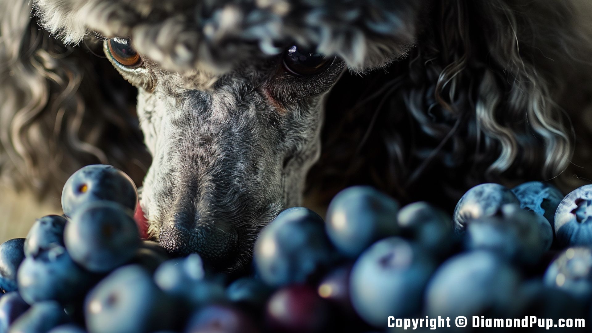 Photograph of a Happy Poodle Snacking on Blueberries