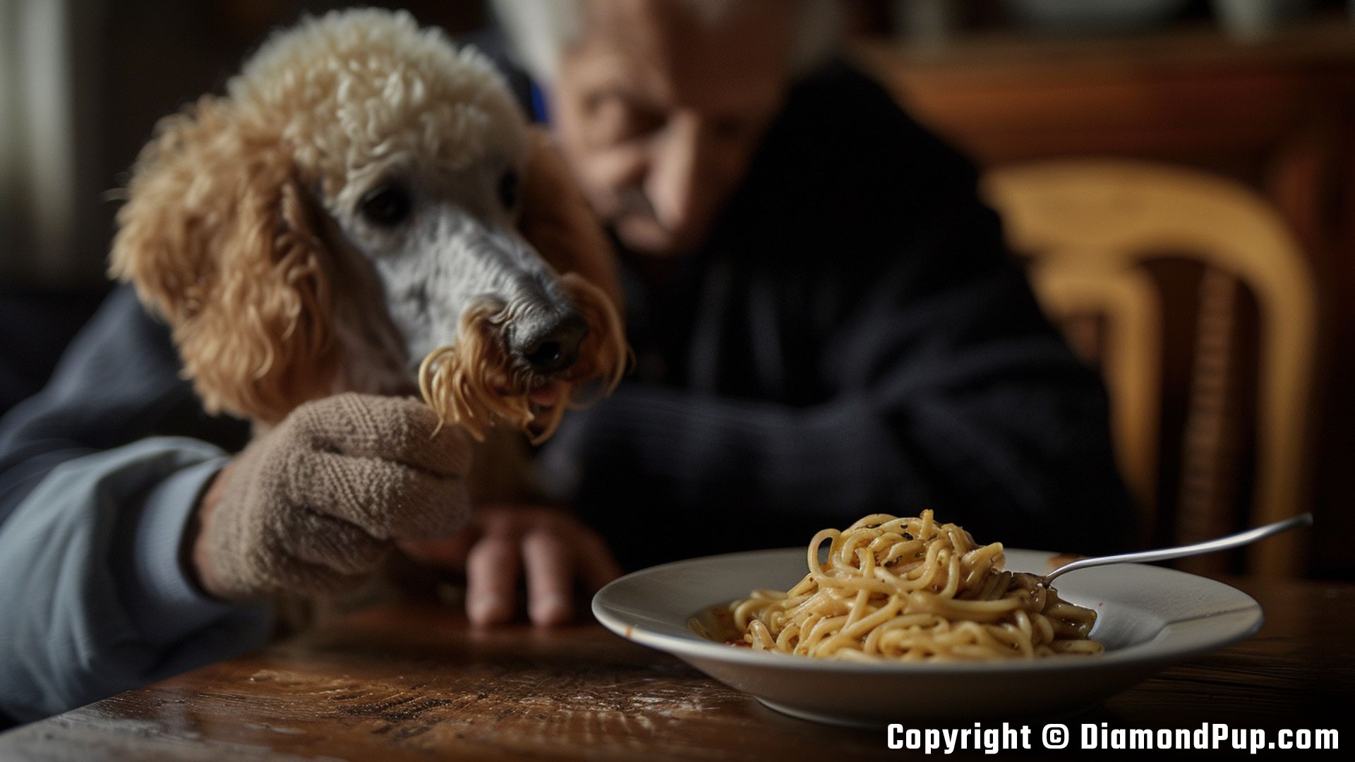 Photograph of a Happy Poodle Snacking on Pasta