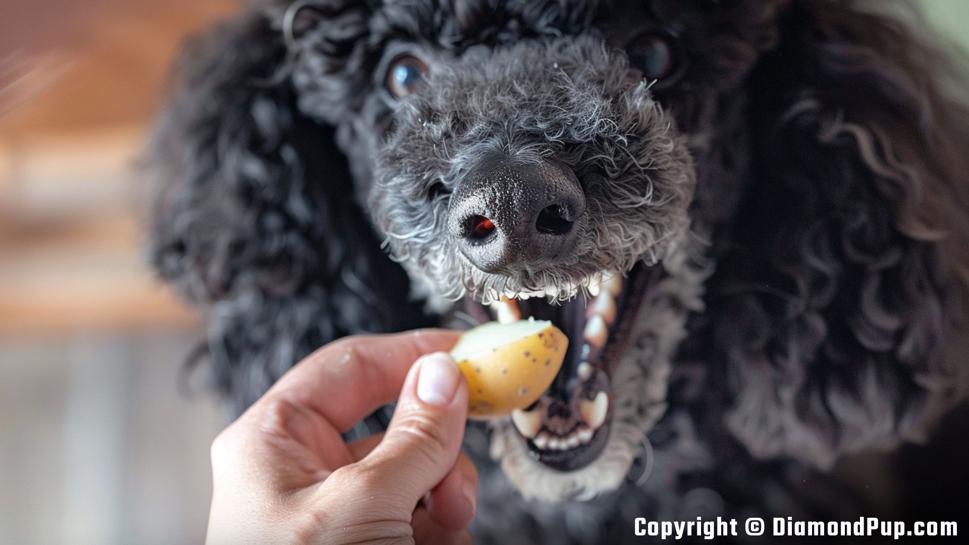 Photograph of a Happy Poodle Snacking on Potato