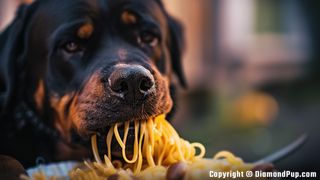 Photograph of a Happy Rottweiler Eating Pasta