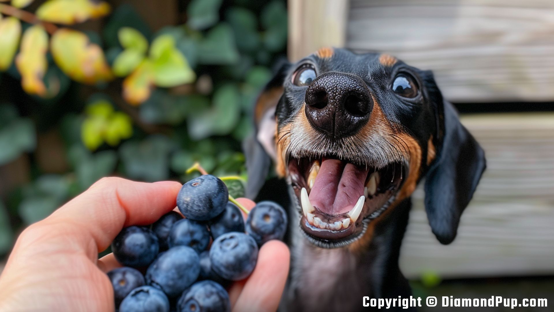 Photograph of a Playful Dachshund Snacking on Blueberries
