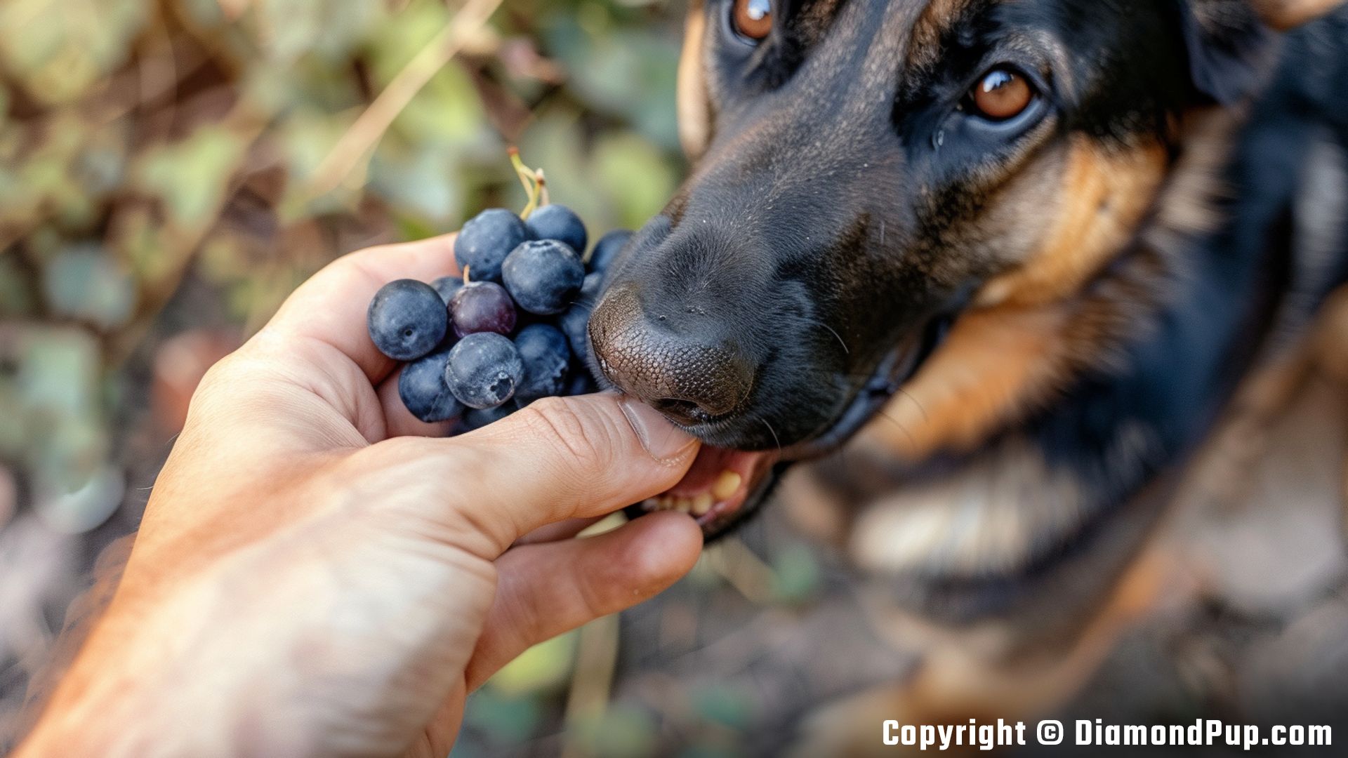 Photograph of a Playful German Shepherd Snacking on Blueberries