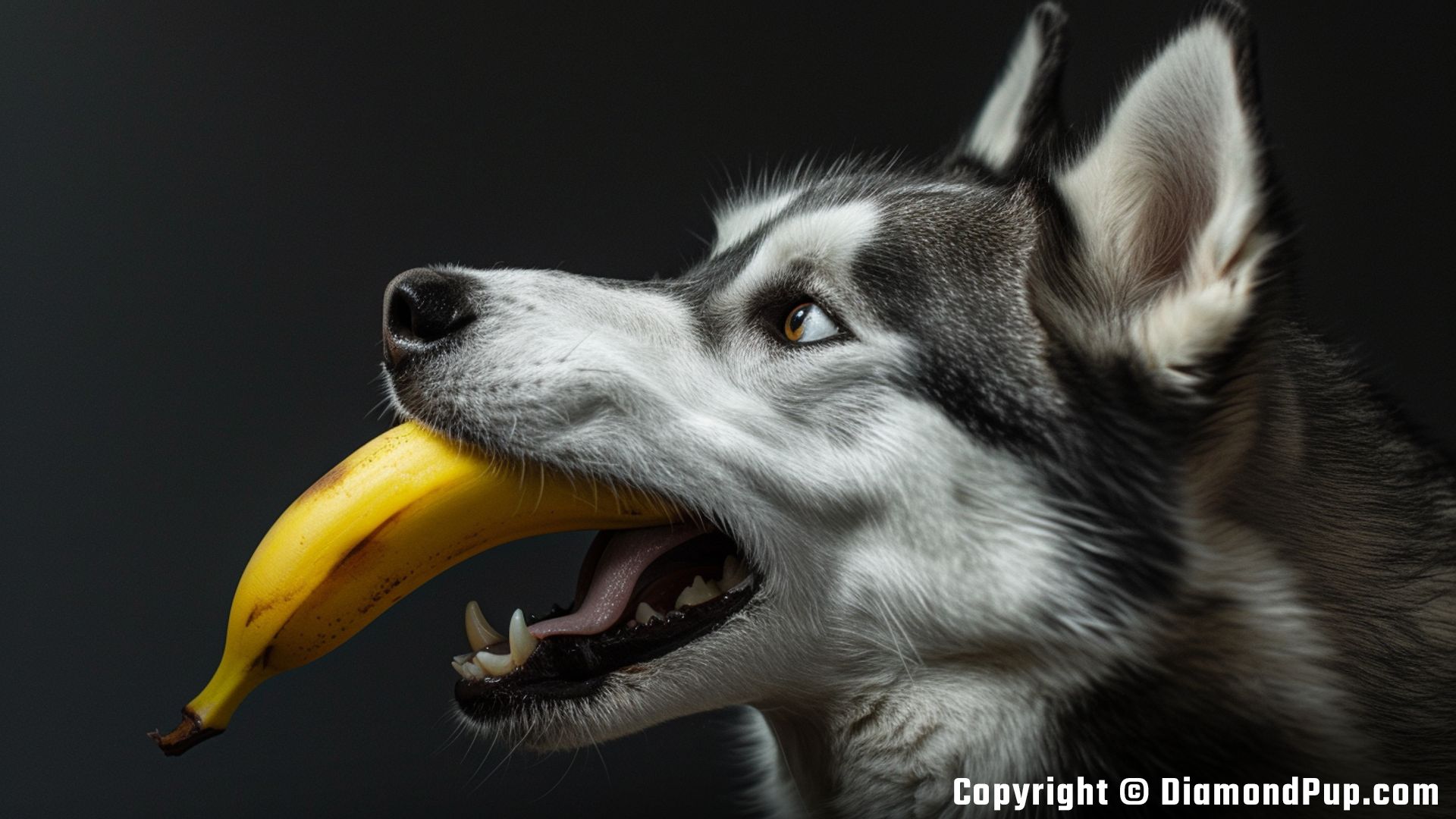 Photograph of a Playful Husky Snacking on Banana
