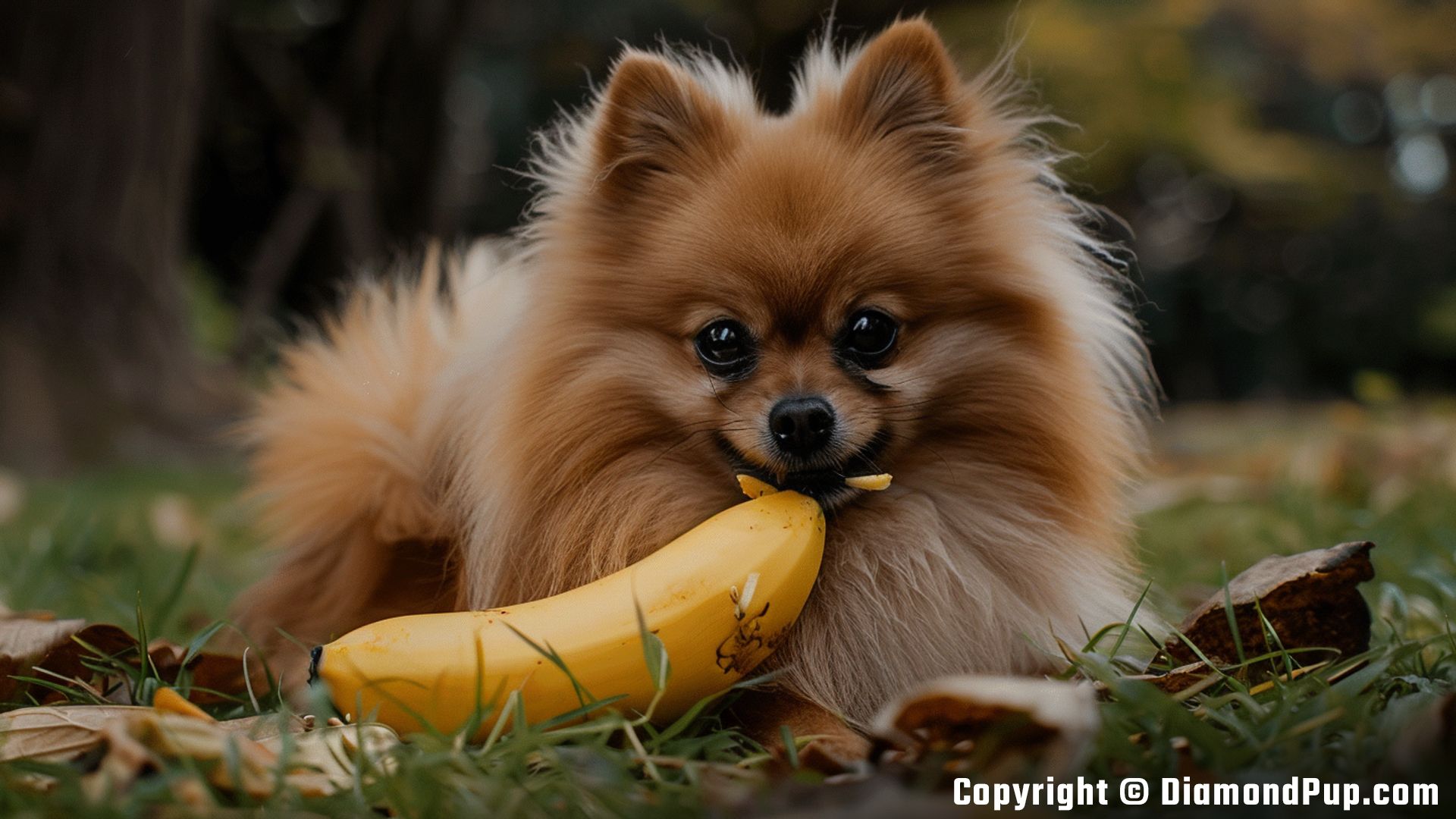 Photograph of a Playful Pomeranian Snacking on Banana
