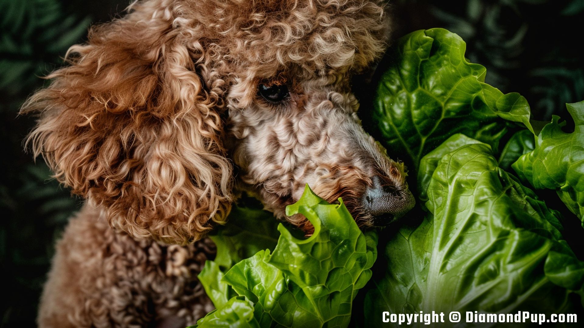 Photograph of a Playful Poodle Eating Lettuce