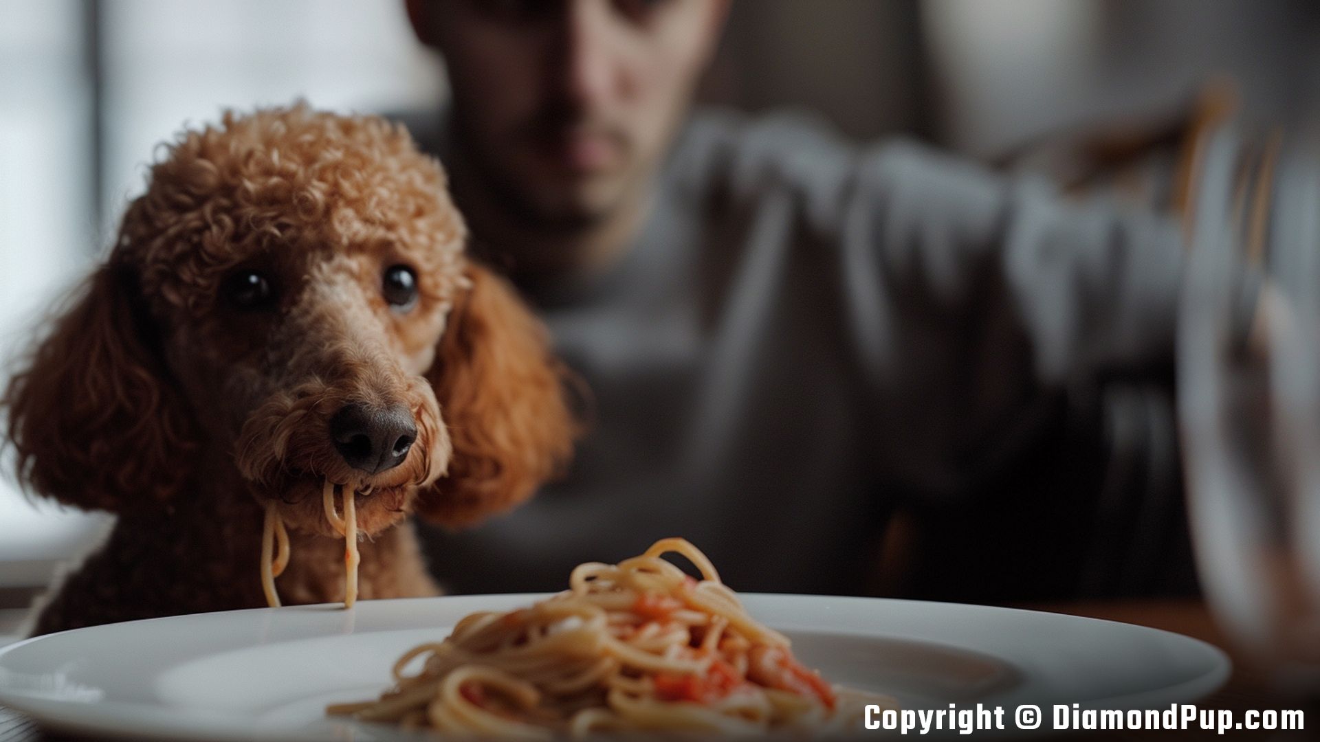 Photograph of a Playful Poodle Snacking on Pasta