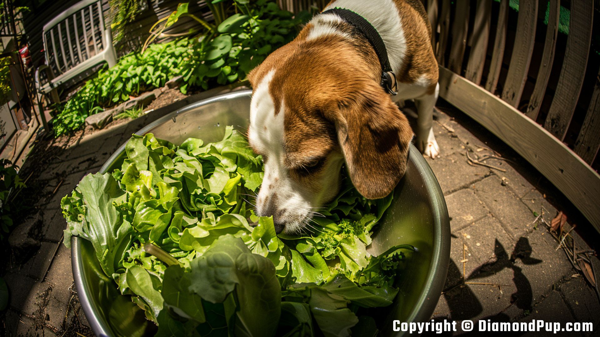 Photograph of an Adorable Beagle Eating Lettuce