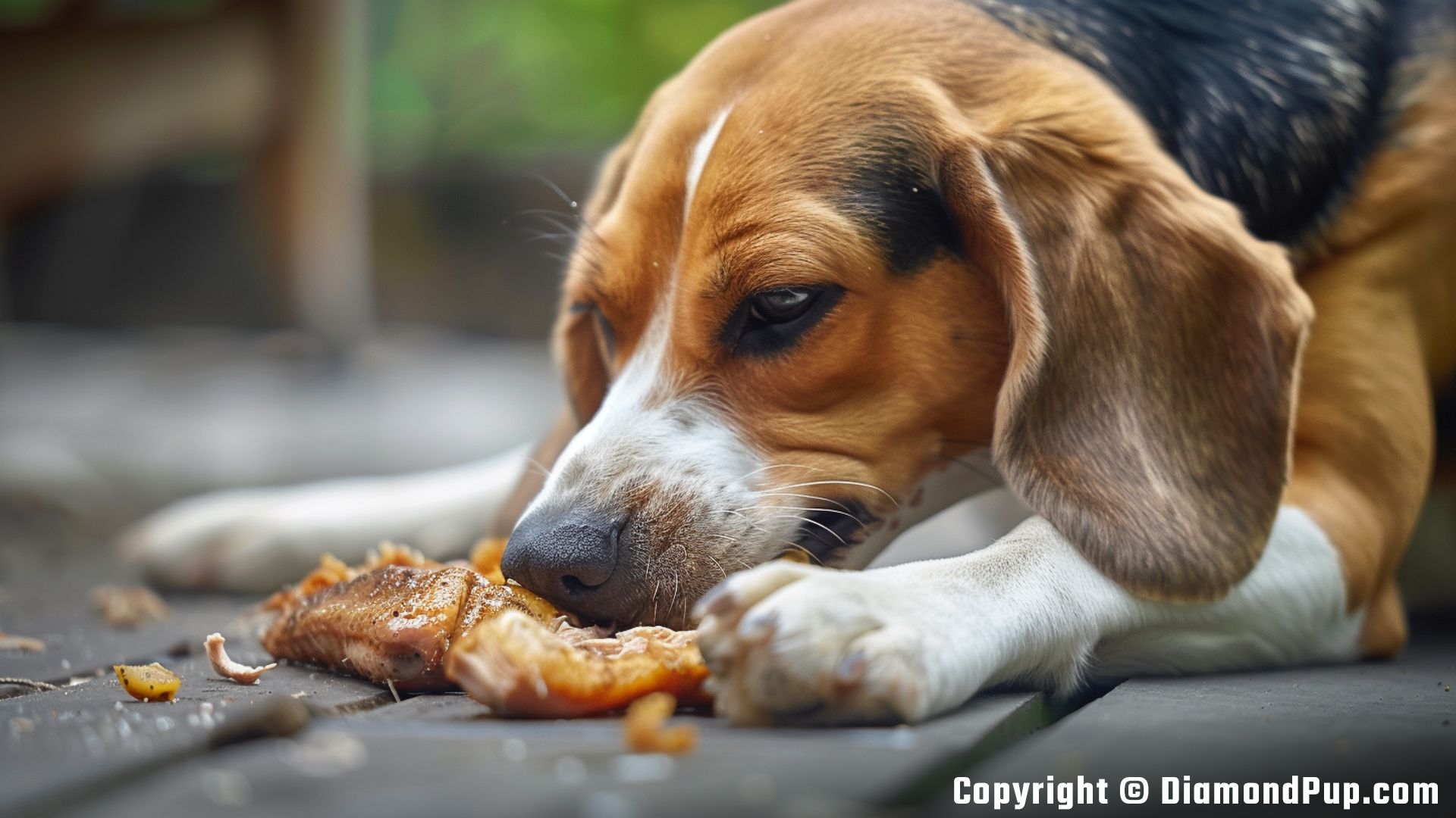 Photograph of an Adorable Beagle Snacking on Chicken