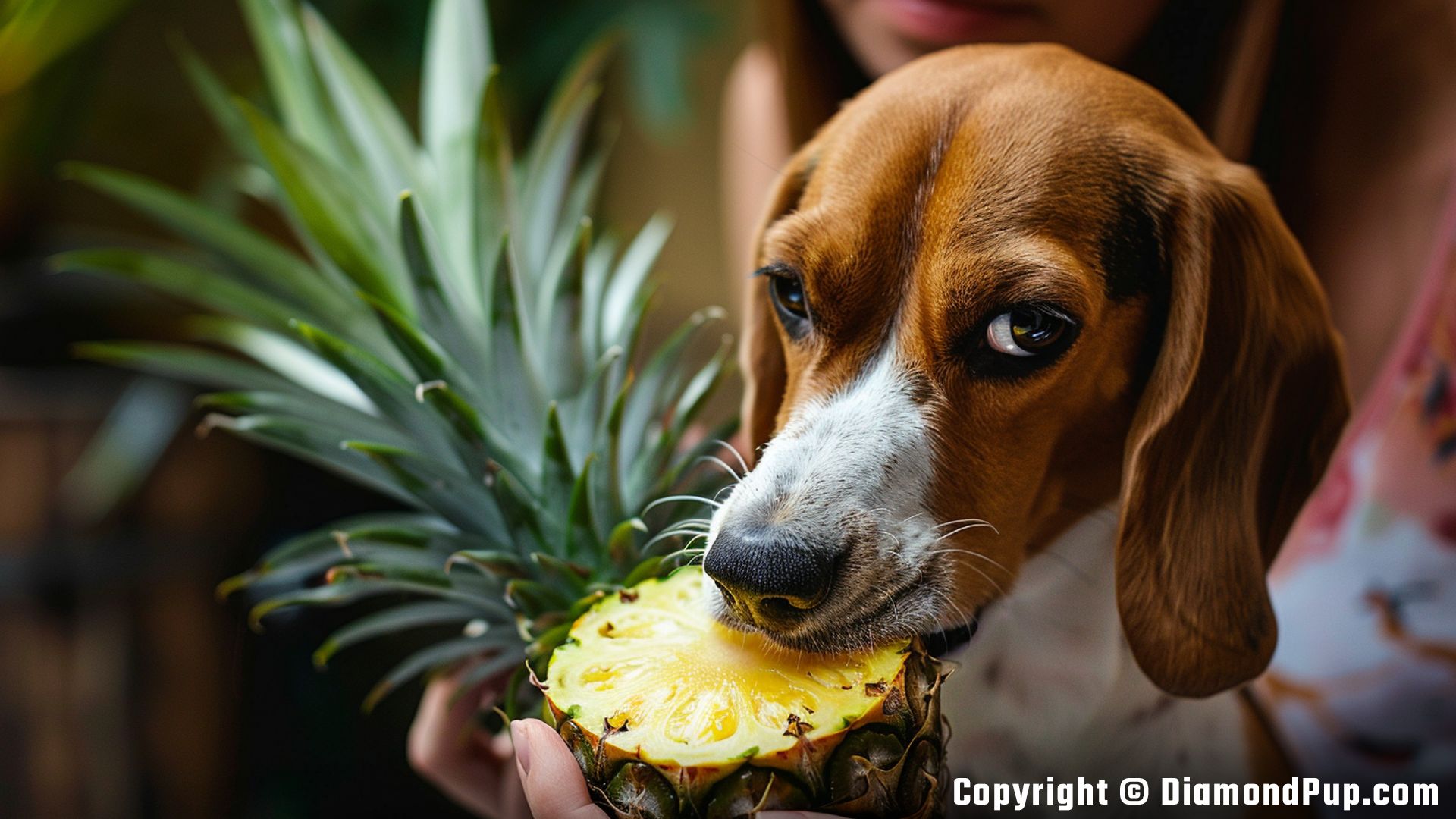Photograph of an Adorable Beagle Snacking on Pineapple