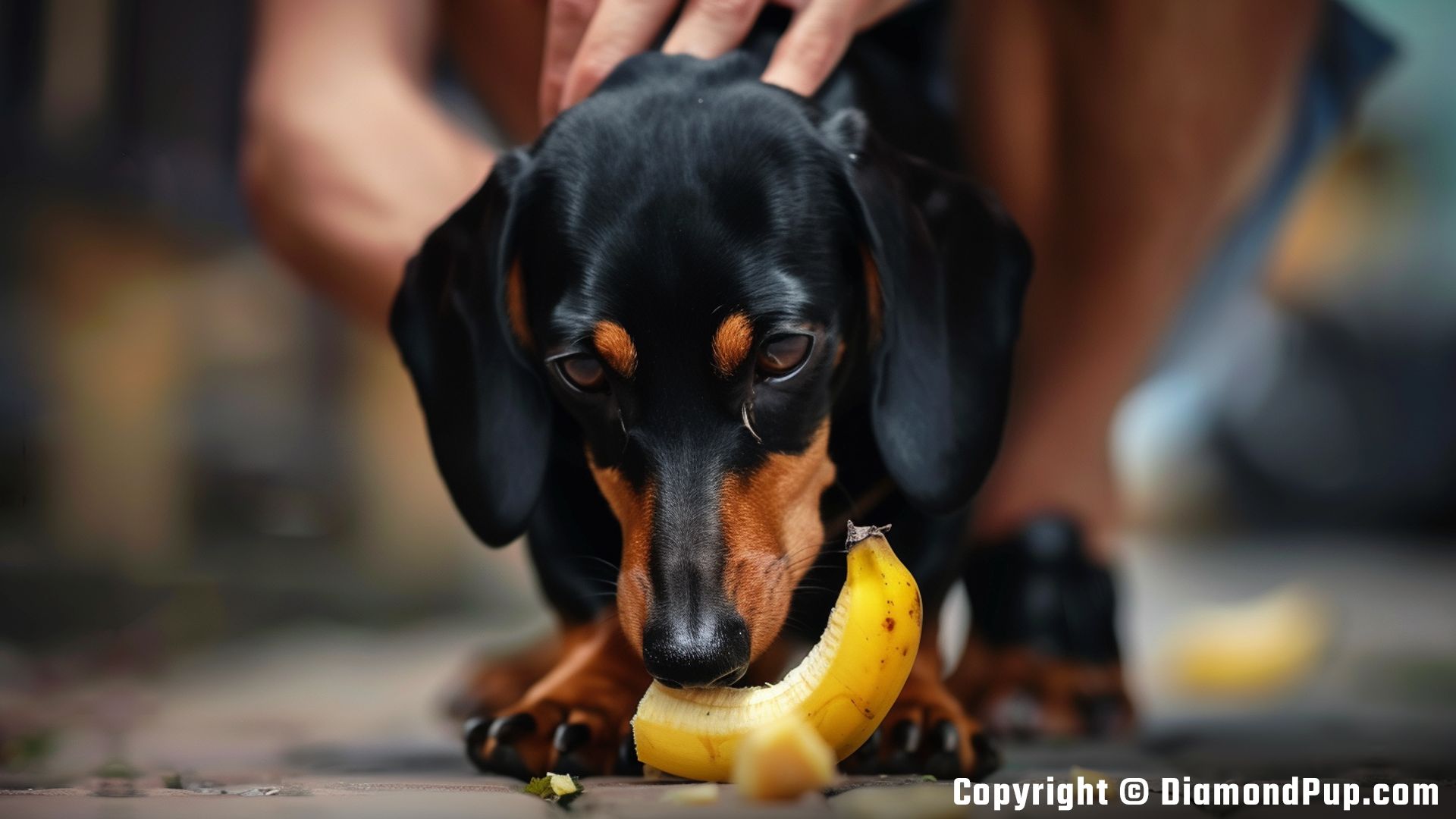 Photograph of an Adorable Dachshund Snacking on Banana