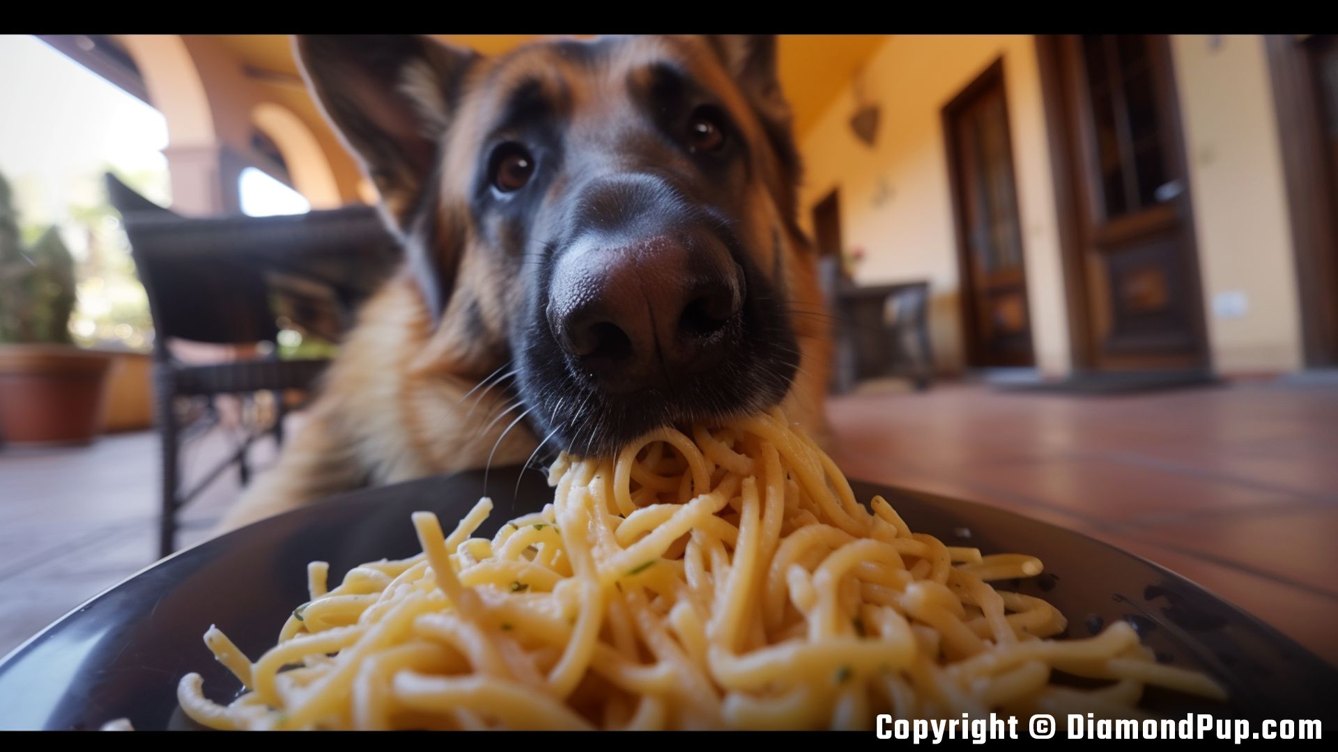 Photograph of an Adorable German Shepherd Snacking on Pasta