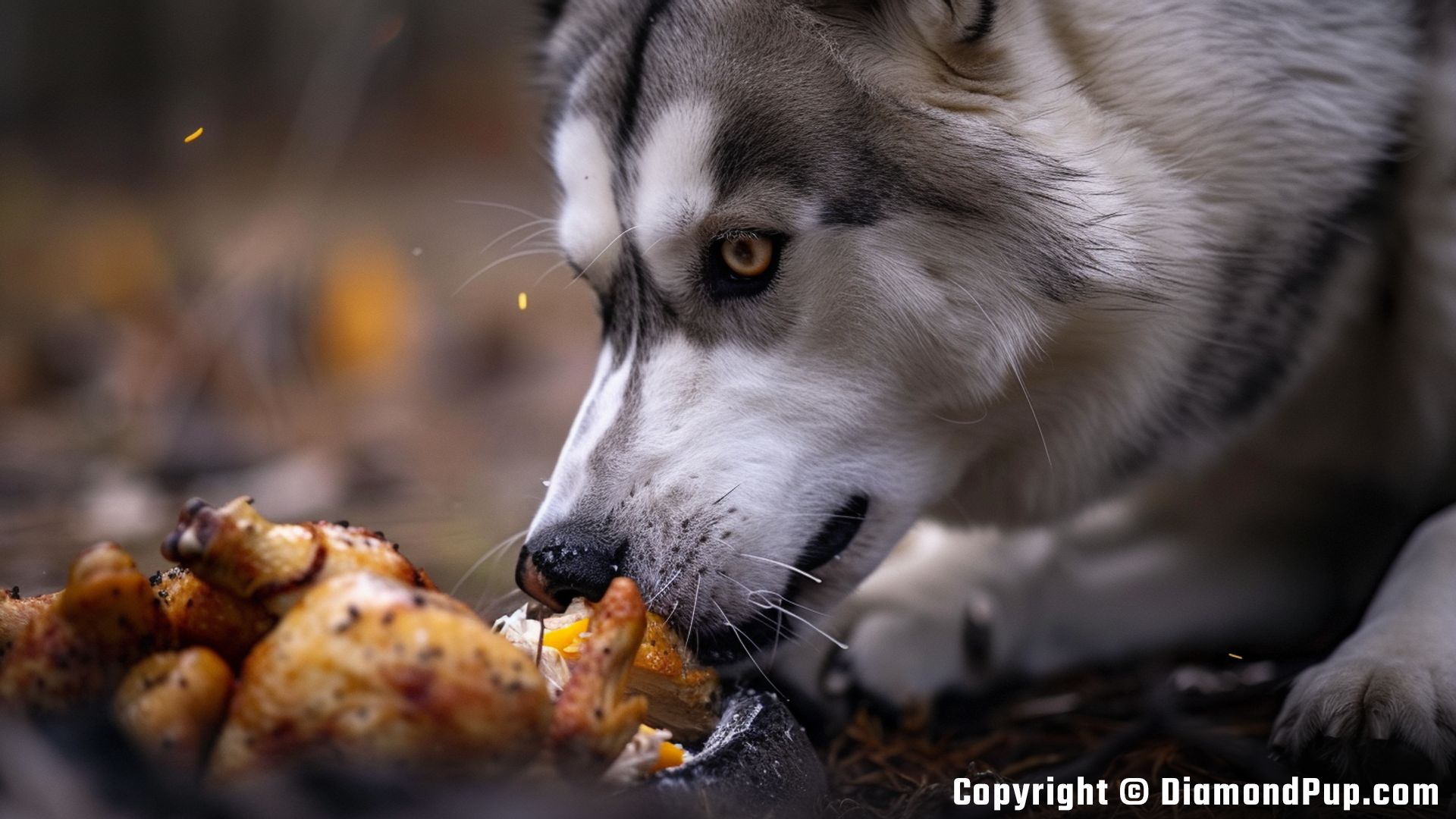 Photograph of an Adorable Husky Eating Chicken