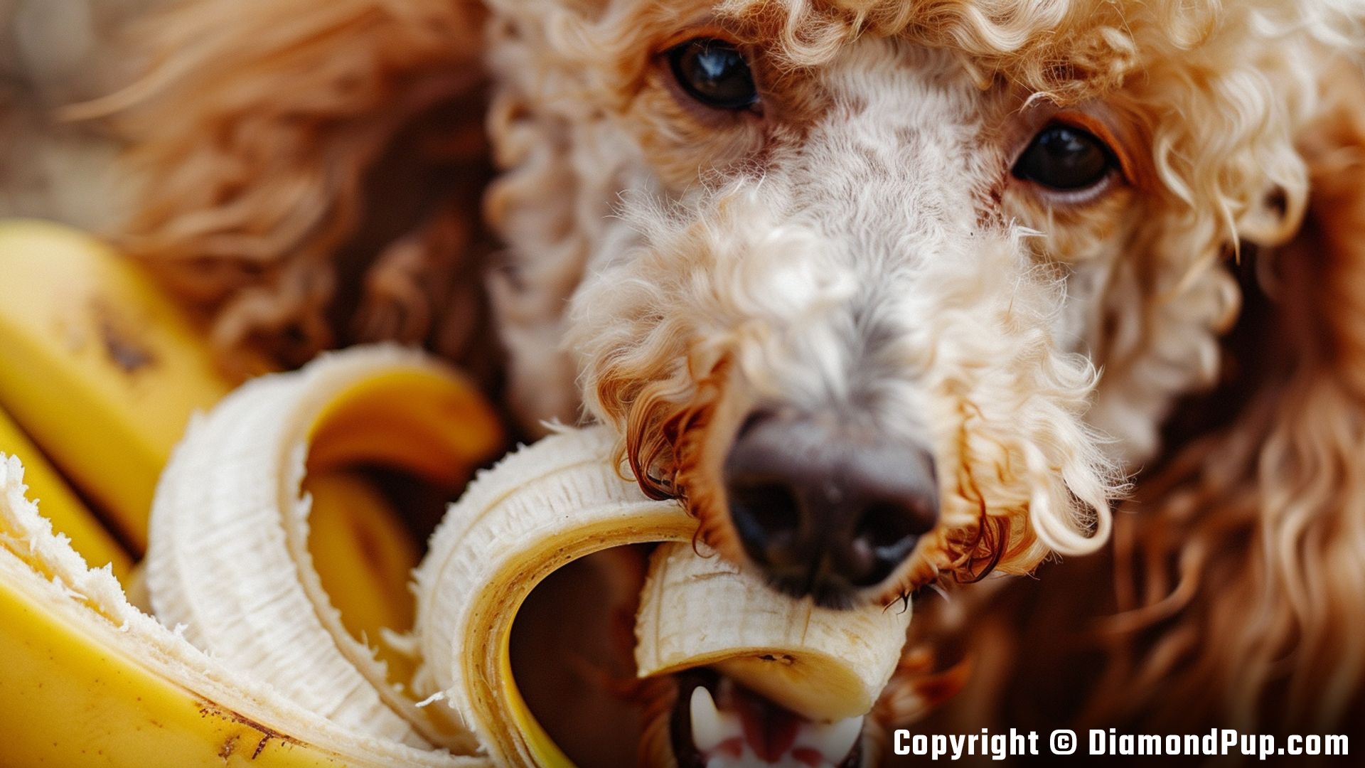 Photograph of an Adorable Poodle Eating Banana