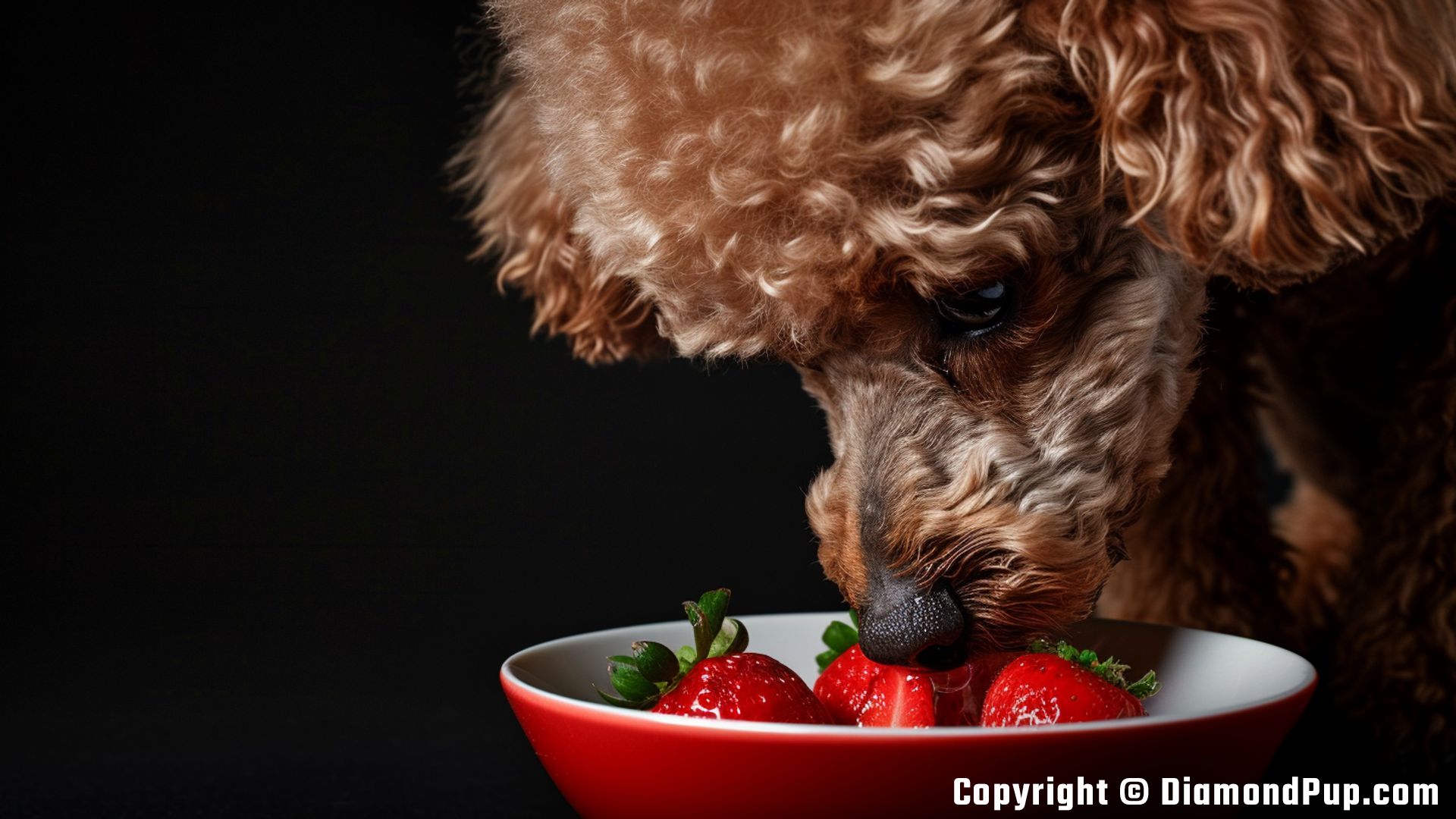 Photograph of an Adorable Poodle Eating Strawberries