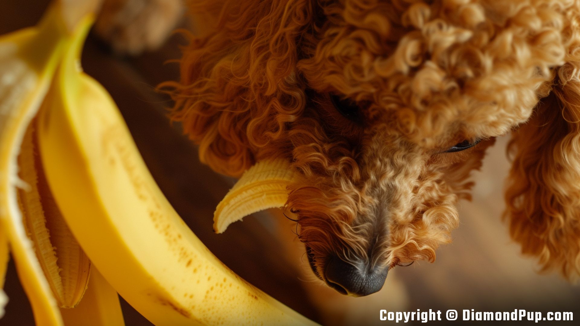 Photograph of an Adorable Poodle Snacking on Banana