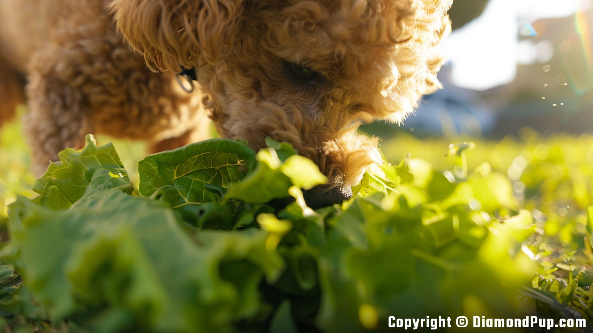 Photograph of an Adorable Poodle Snacking on Lettuce
