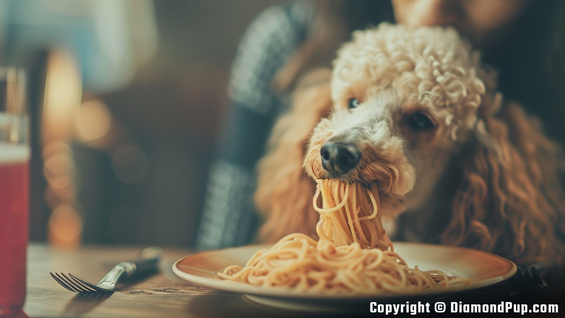 Photograph of an Adorable Poodle Snacking on Pasta