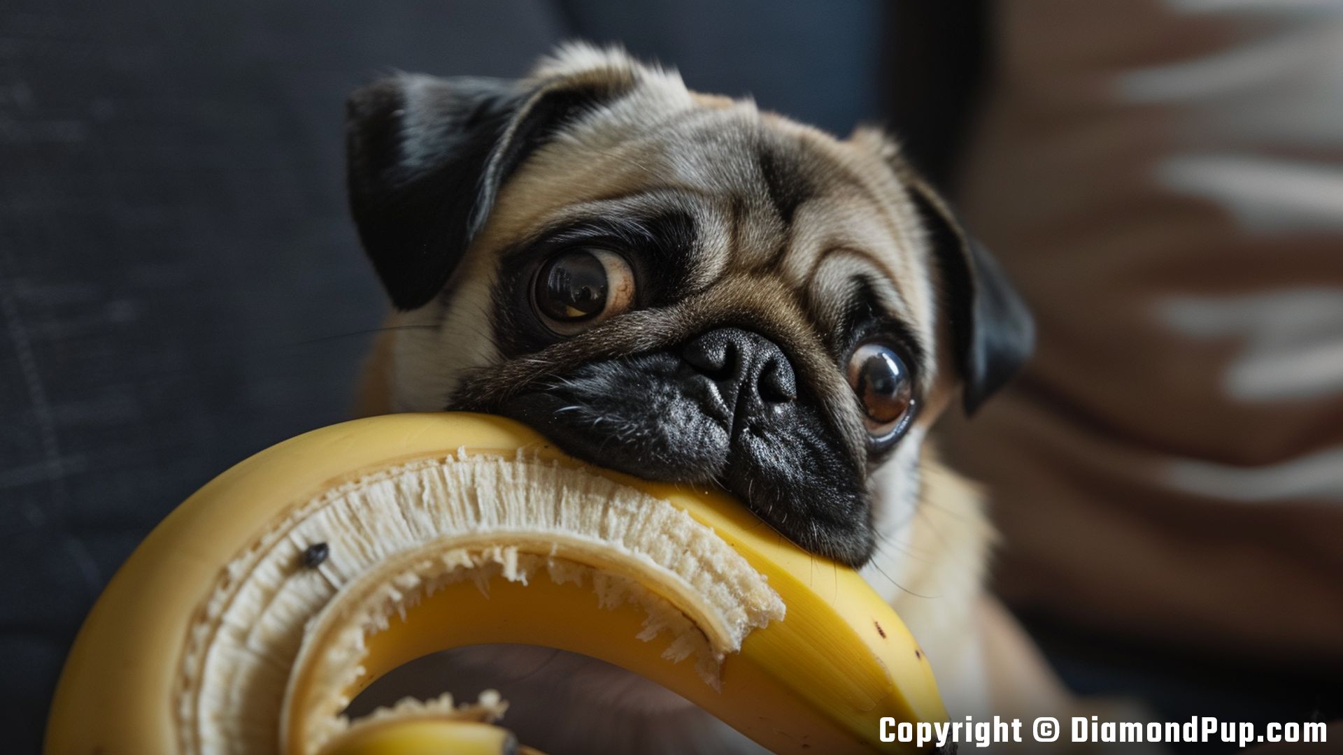 Photograph of an Adorable Pug Snacking on Banana