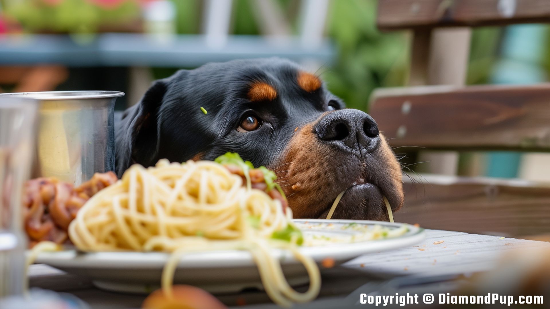 Photograph of an Adorable Rottweiler Snacking on Pasta