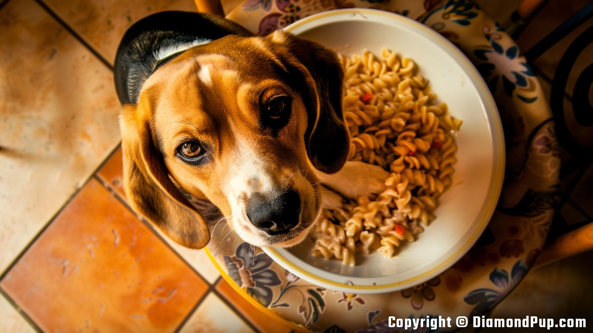 Photograph of Beagle Snacking on Pasta