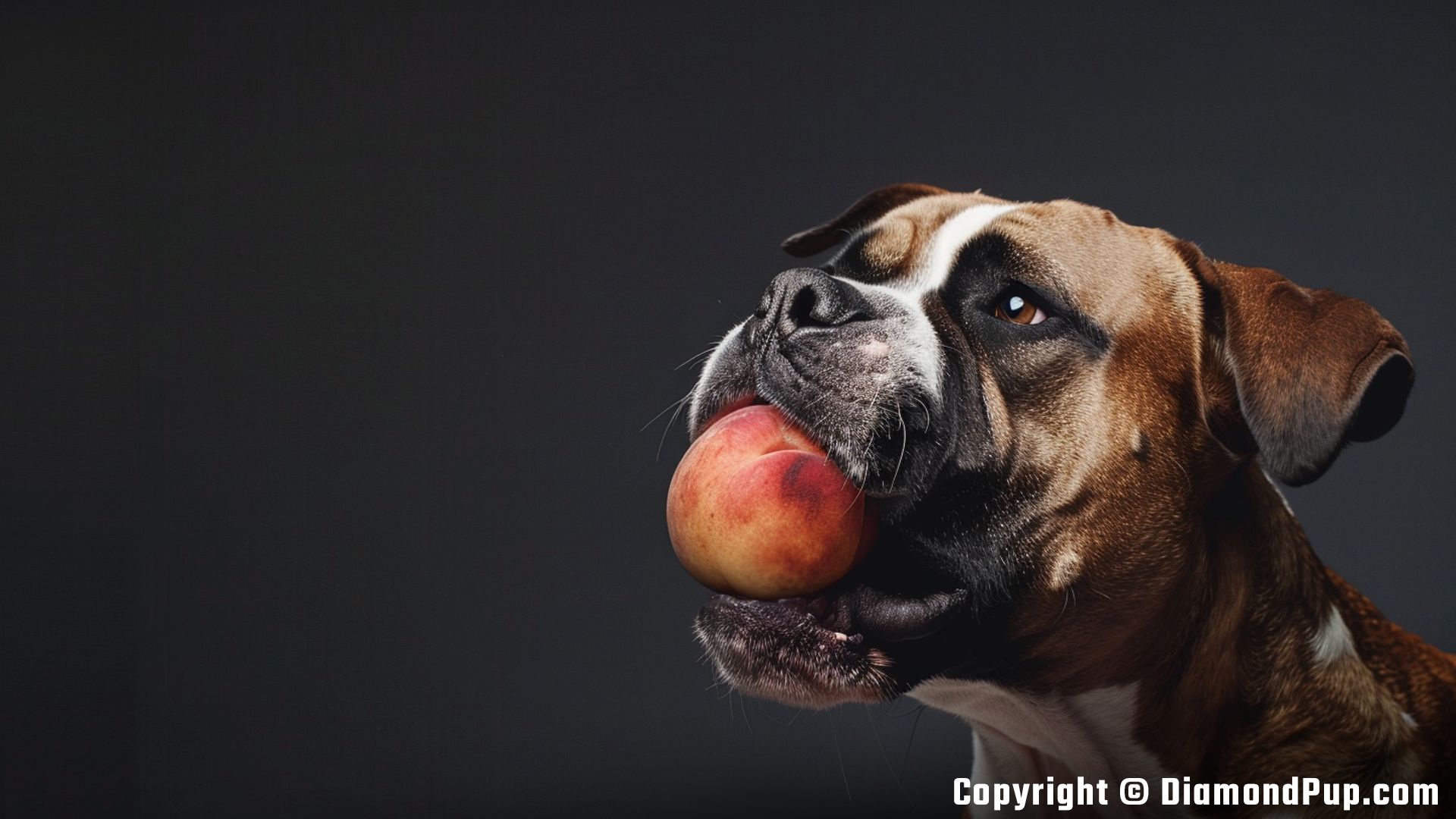 Photograph of Boxer Snacking on Peaches