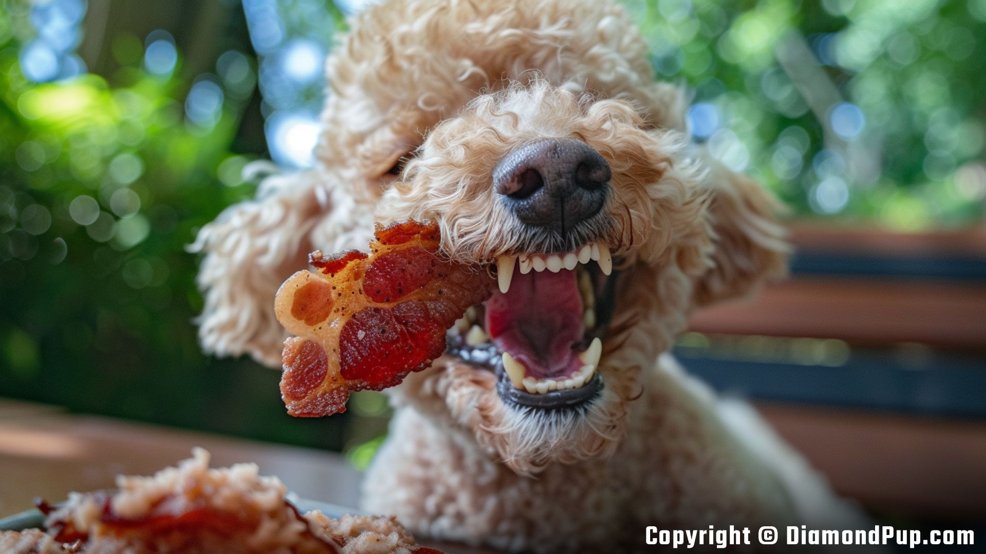 Photograph of Poodle Eating Bacon