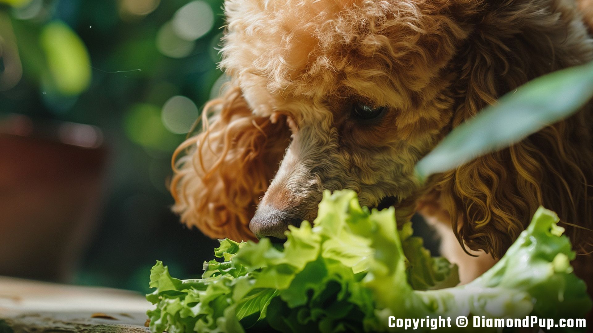 Photograph of Poodle Snacking on Lettuce
