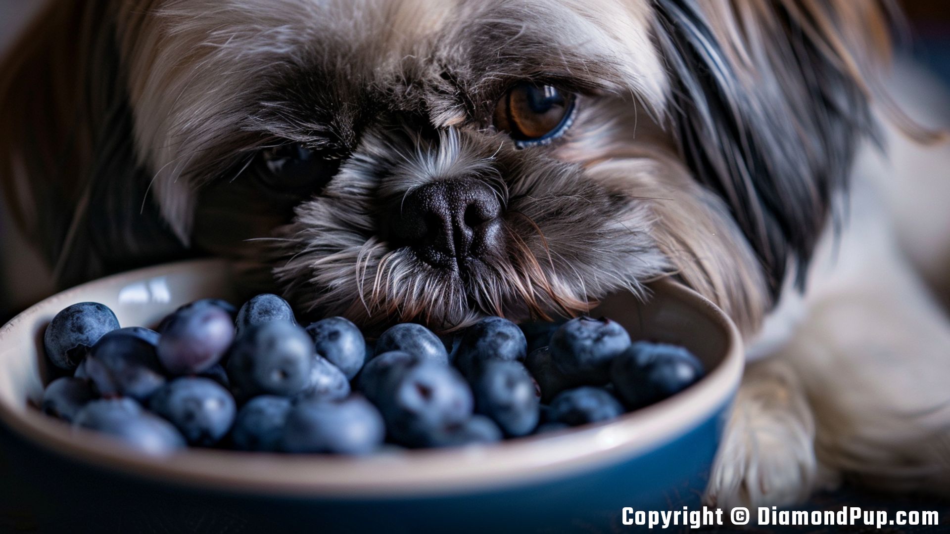 Photograph of Shih Tzu Eating Blueberries