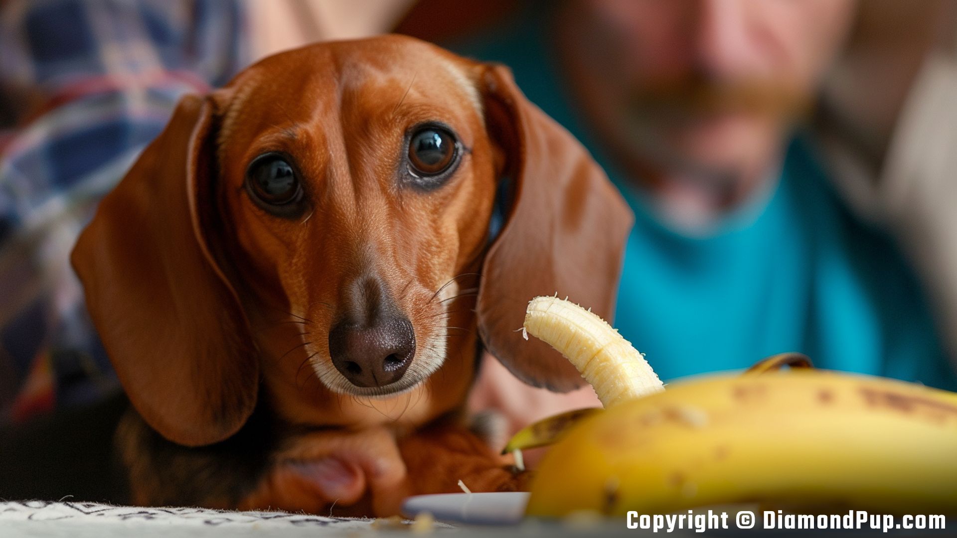 Picture of a Cute Dachshund Eating Banana