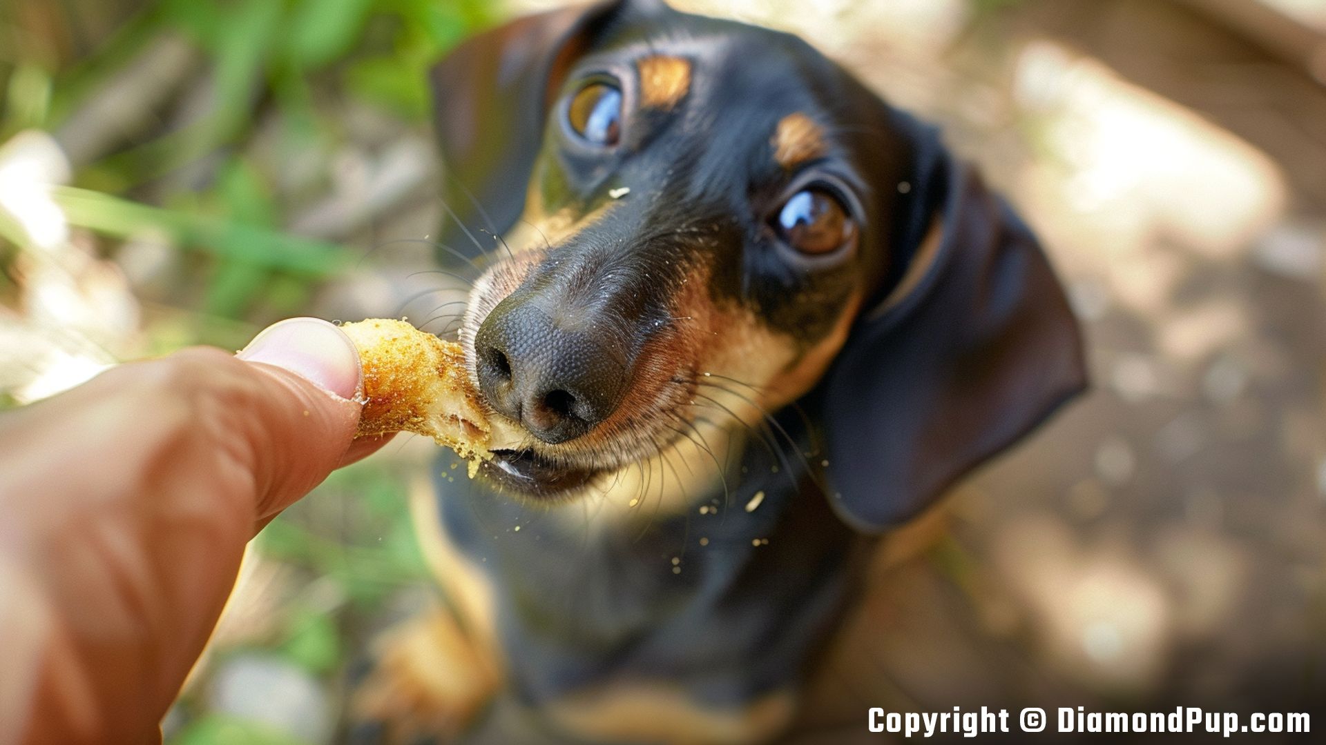 Picture of a Cute Dachshund Eating Chicken