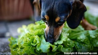 Picture of a Cute Dachshund Snacking on Lettuce