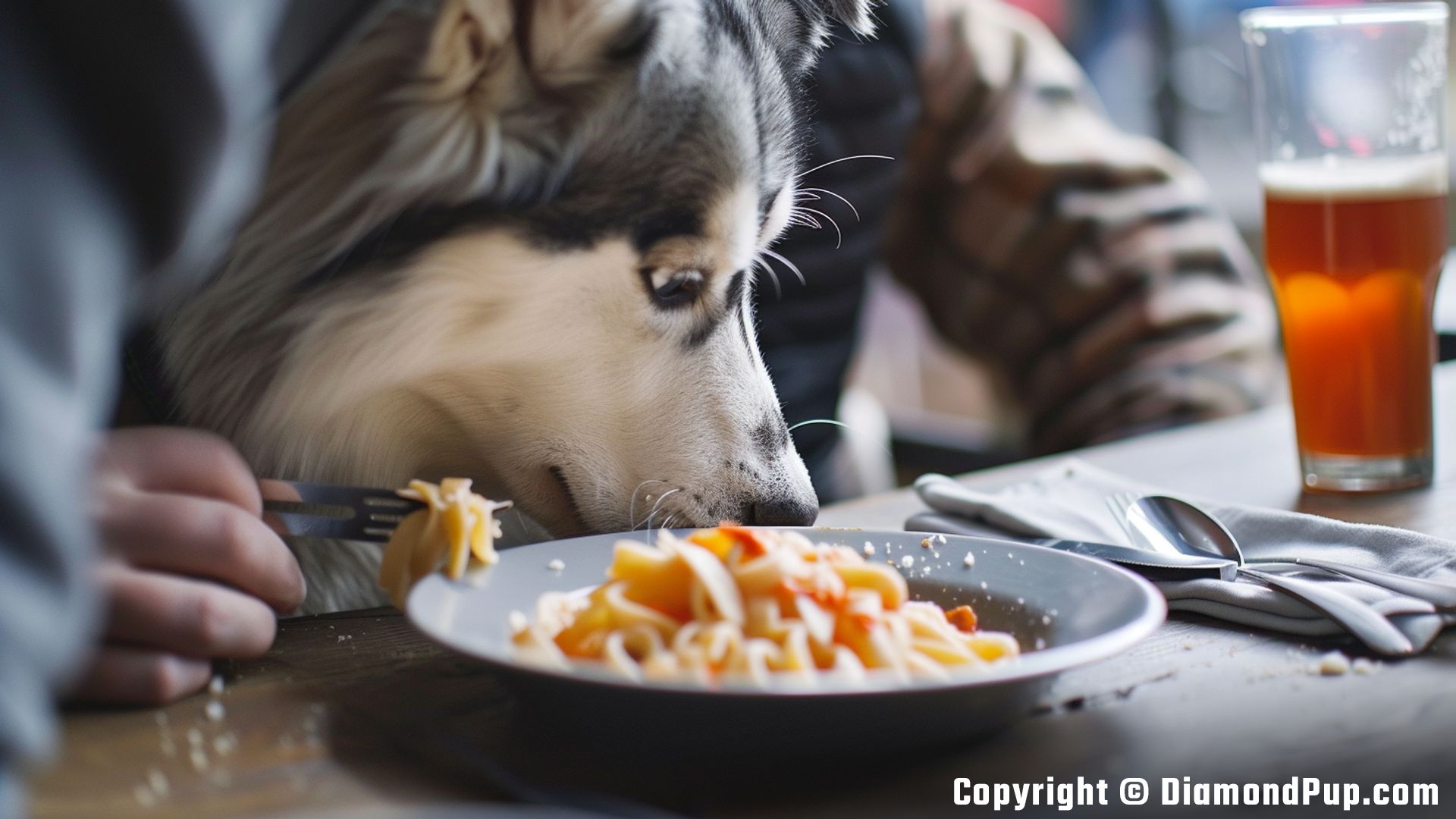 Picture of a Cute Husky Eating Pasta