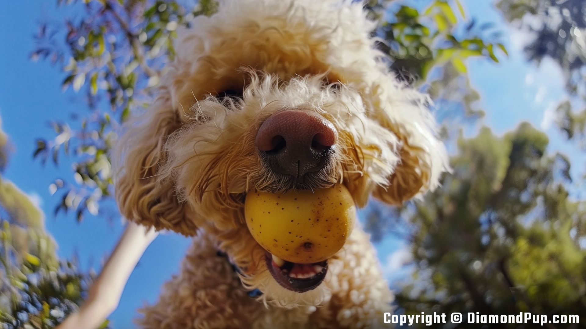 Picture of a Cute Poodle Eating Potato