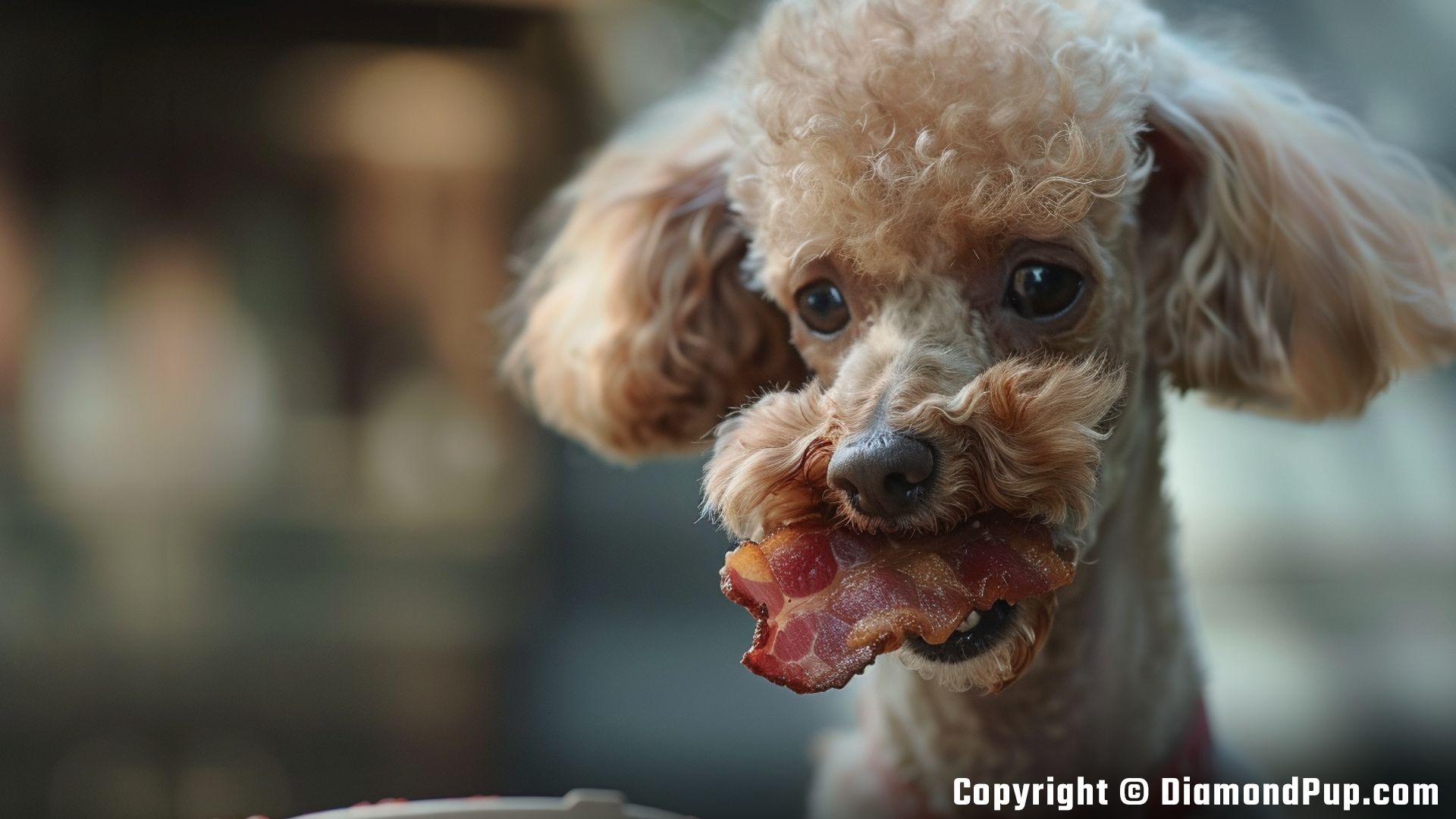 Picture of a Cute Poodle Snacking on Bacon