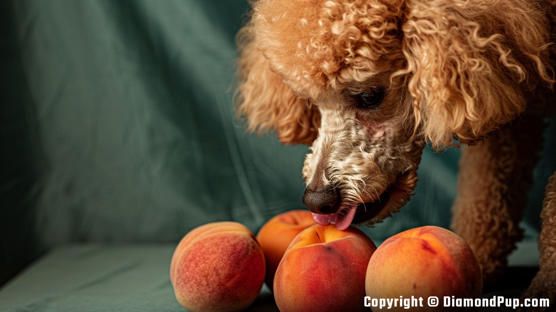 Picture of a Cute Poodle Snacking on Peaches