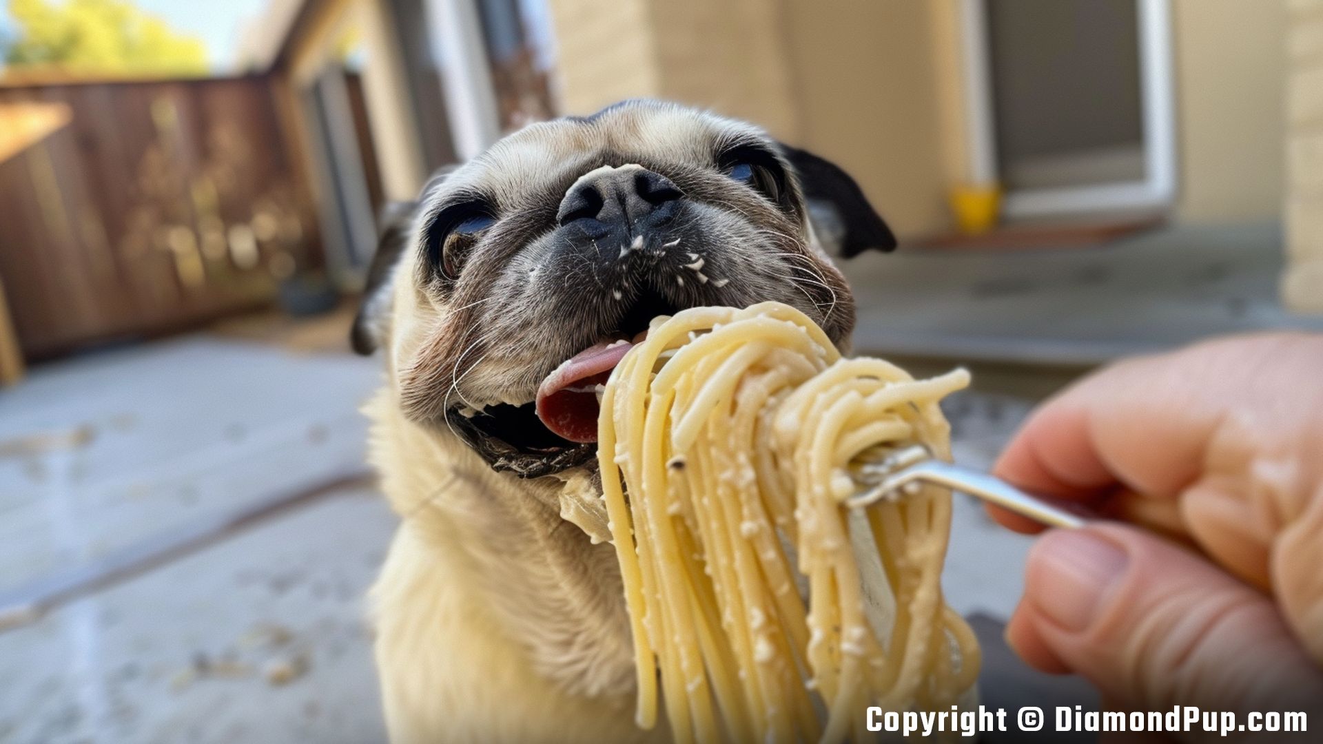Picture of a Cute Pug Eating Pasta