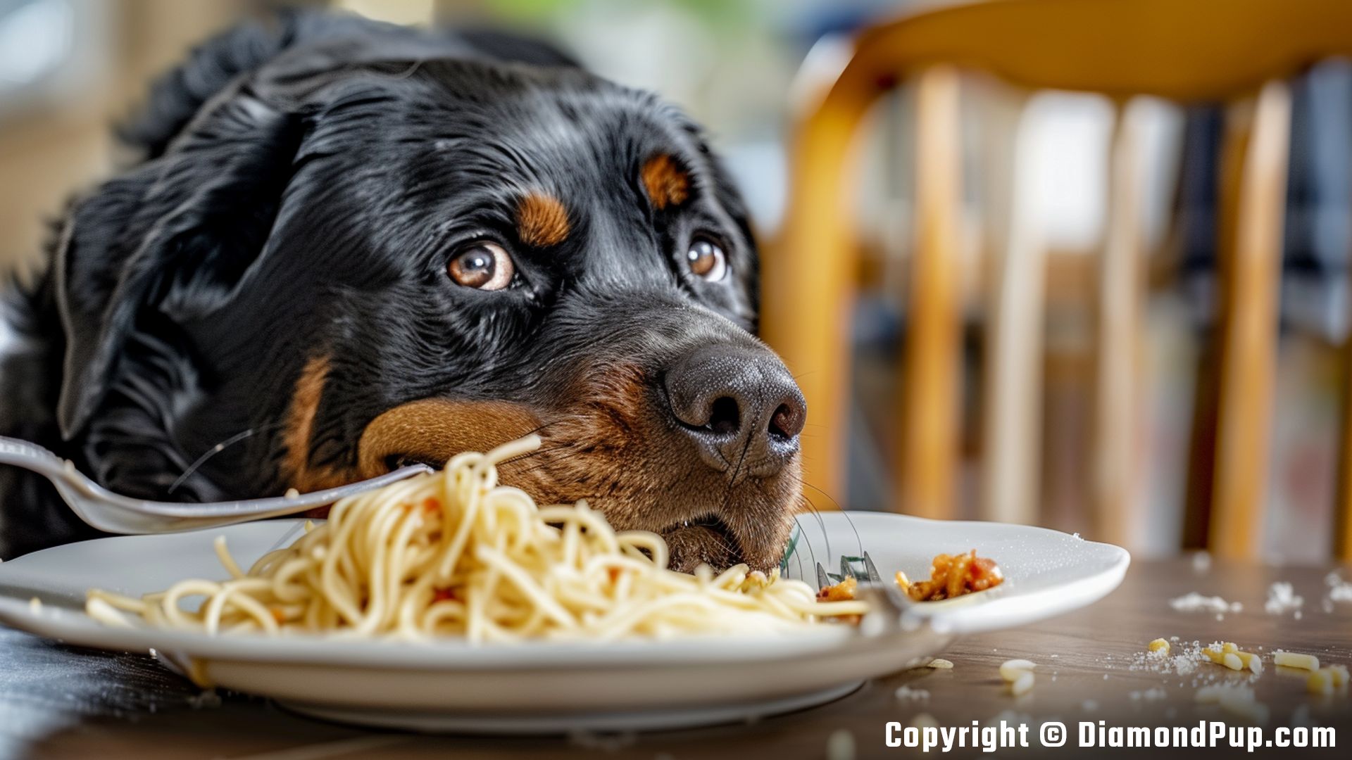 Picture of a Cute Rottweiler Eating Pasta