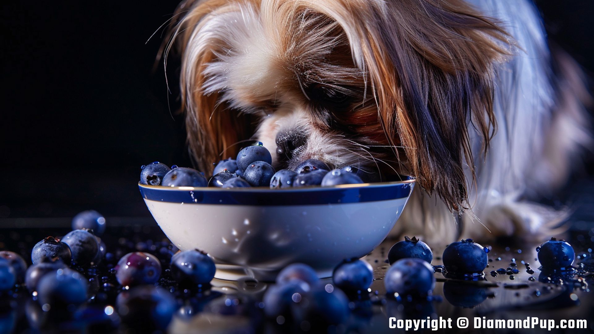 Picture of a Cute Shih Tzu Eating Blueberries