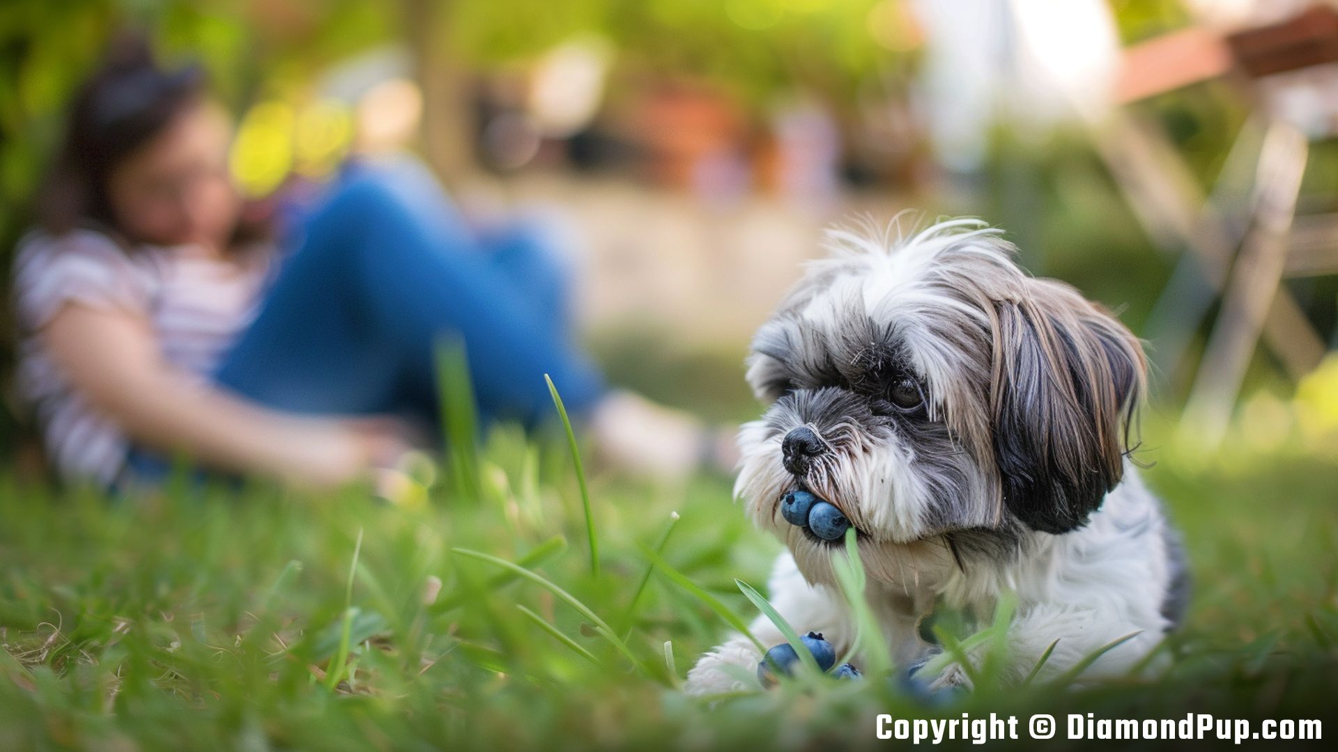 Picture of a Cute Shih Tzu Snacking on Blueberries