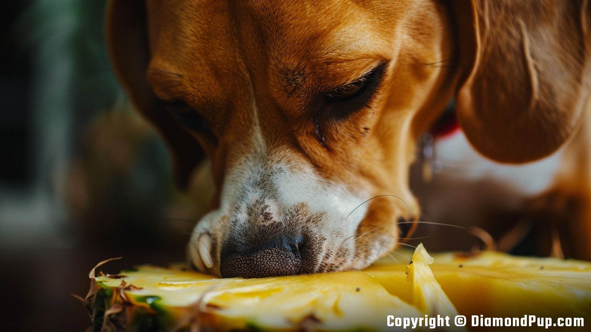 Picture of a Happy Beagle Eating Pineapple