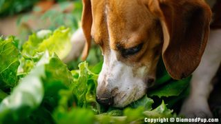 Picture of a Happy Beagle Snacking on Lettuce