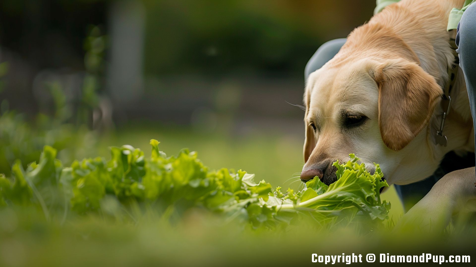 Picture of a Happy Labrador Eating Lettuce