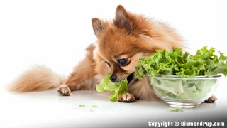 Picture of a Happy Pomeranian Eating Lettuce