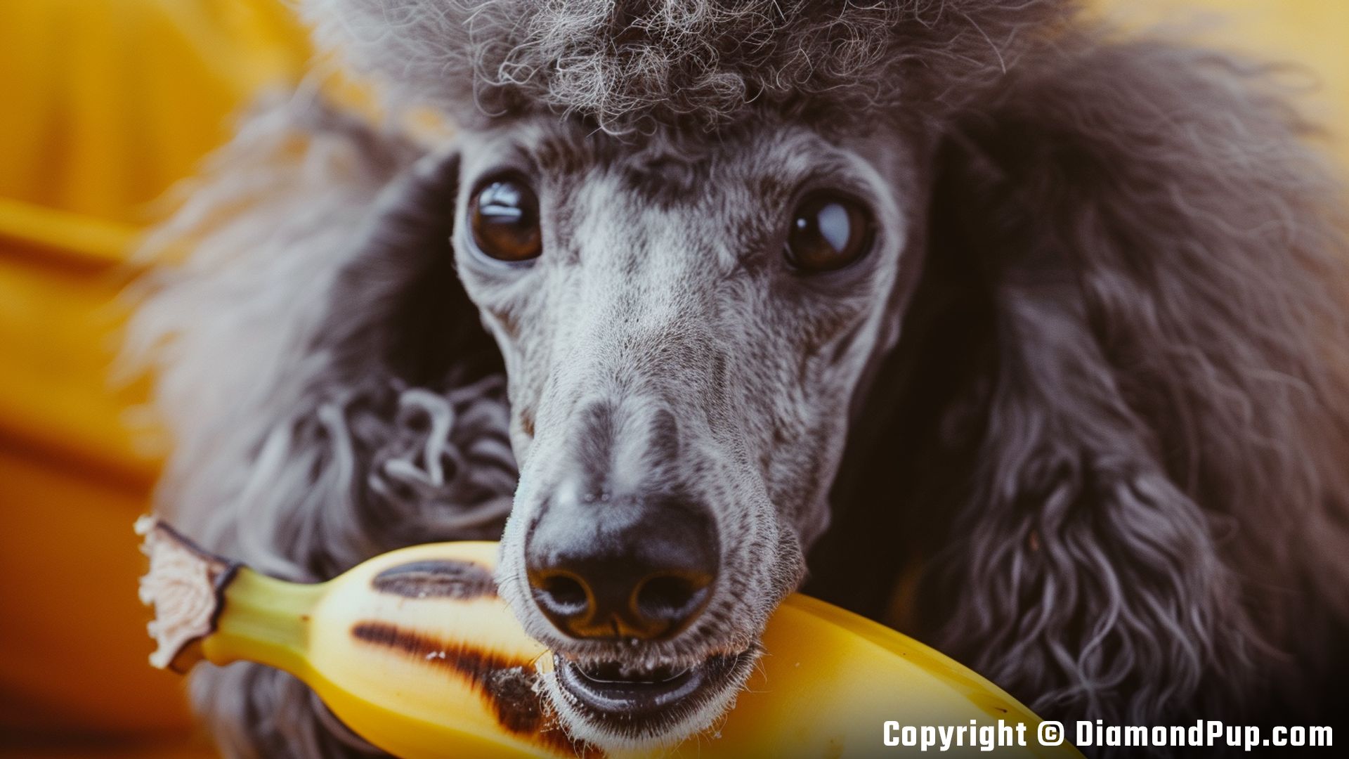 Picture of a Happy Poodle Eating Banana