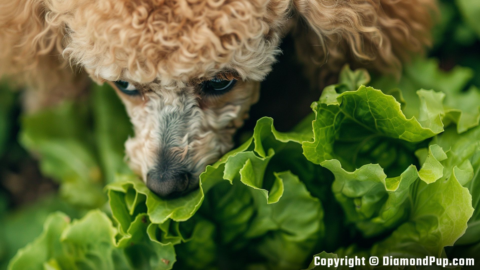 Picture of a Happy Poodle Eating Lettuce